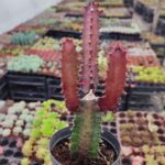 Euphorbia Trigona Red