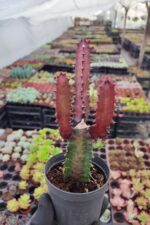Euphorbia Trigona Red