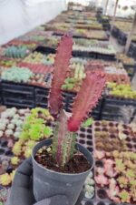 Euphorbia Trigona Red - Görsel 2