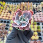 Echeveria neon breakers