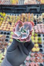 Echeveria neon breakers