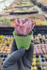 Echeveria neon breakers - Görsel 2