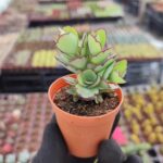 Kalanchoe Laxiflora