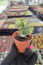 Kalanchoe Laxiflora