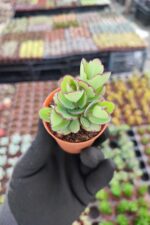 Kalanchoe Laxiflora - Görsel 2