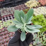 Senecio Fulgens