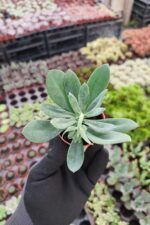 Senecio Fulgens