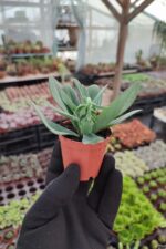 Senecio Fulgens - Görsel 3