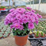 Chrysanthemum morifolium-Kasımpatı