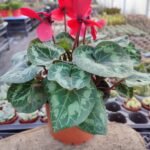 Sıklamen Çiçeği-Kırmızı Renk