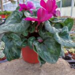 Sıklamen Çiçeği-Mor Renkli