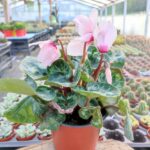 Sıklamen Çiçeği-Kırmızı Beyaz