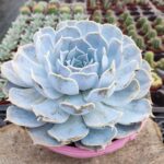 Echeveria Lilacina