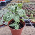 Fittonia-Sinir Çiçeği