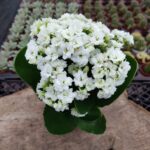 Kalanşo-Beyaz Çiçekli