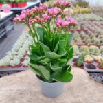 Kalanşo-Pembe Çiçekli