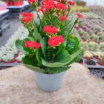 Kalanşo-Kırmızı Çiçekli