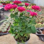 Gül Pembe Çiçekli İthal