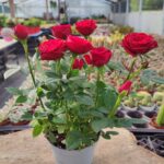 Gül Kırmızı Çiçekli İthal