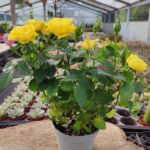 Gül Sarı Çiçekli İthal