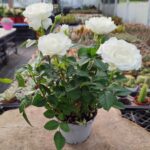 Gül Beyaz Çiçekli İthal