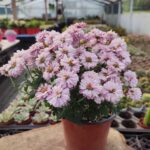 Chrysanthemum morifolium-Kasımpatı