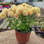 Chrysanthemum morifolium-Kasımpatı