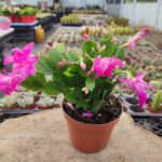 Yılbaşı Pembe Çiçekli-İthal