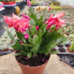 Yılbaşı Kırmızı Çiçekli-İthal