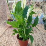 Spatifilyum-Barış Çiçeği