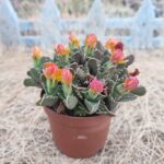 Faucaria Tigrina Sukulent