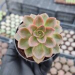 Echeveria Melaco
