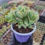 Crassula arborescens undulatifolia