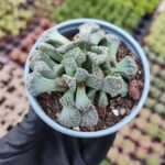 Titanopsis Calcarea