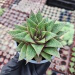 Gasteraloe royal princess