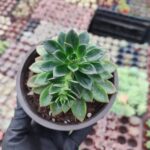 Echeveria Ssp.