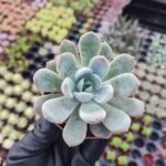 Echeveria Ssp.