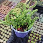 Crassula Mucosa