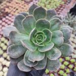 Echeveria marrom