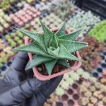 Haworthia spiralis limifolia