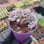 Echeveria Puludonis Cristata
