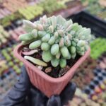 Echeveria Royal flush cristata