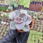 Echeveria Purple Pearl