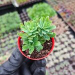 Sedum Palmeri