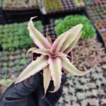 Cryptanthus bromelioides