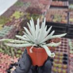 Senecio calamifolius