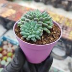 Echeveria setosa var rundelli