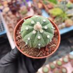 Astrophytum Asterias