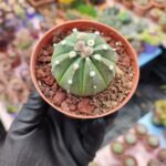 Astrophytum Asterias