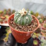 Astrophytum Asterias